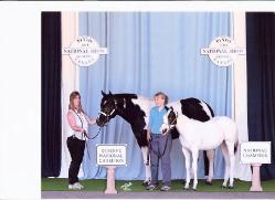 Painted Coos - champion stallion standing at stud