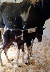 Homozygous black and white tobiano paint filly at 15 minutes old