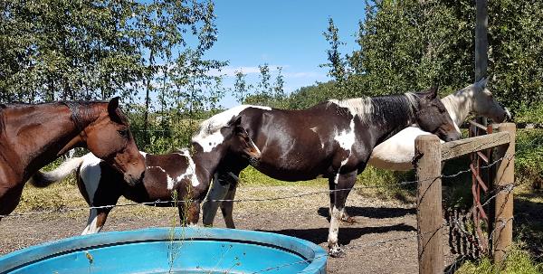 RDK Coos Me GoodLookin - 2016 Homozygous black and white tobiano paint filly for sale