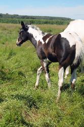 RDK Coos Me GoodLookin - 2016 Homozygous black and white tobiano paint filly for sale