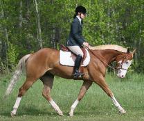 Paint gelding, pinto gelding, horse for sale, SOLD