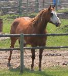 RDK Kameo 2001 sorrel overo paint and pinto gelding for sale