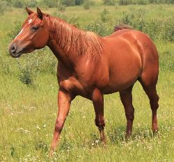 RDK Petas Prayer - Petra, 2009 sorrel paint mare for sale