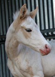 RDK Whata Big Surpris, palomino overo, paint filly, pinto filly for sale