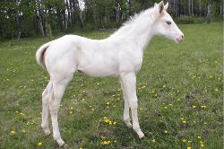 RDK Whata Big Surpris, palomino overo, paint filly, pinto filly for sale