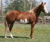 RDK Snow Angel Part Arab Pinto chestnut overo mare for sale