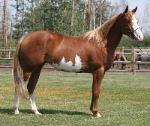 RDK Snow Angel sorrel overo pinto part arab mare for sale - SOLD