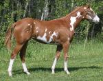 RDK Major Minx (Annabelle) sorrel overo paint pinto mare for sale