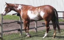 RDK Allredebehindbars (Bea) paint, pinto mare for sale - grand champion halter horse