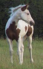 SILVERBELLEIMPRESSION paint filly - horse for sale - SOLD