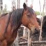 Zans Lil Sonita - Bay quarter horse mare for sale, Zan Parr Bar blood