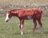 Call Me Carter - paint colt