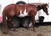 RDK Painted Cash champion sorrel sabino overo frame overo gelding for sale