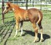 RDK Class E Lady (Classy) chestnut sabino overo filly for sale