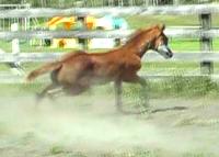 RDK Class E Lady chestnut sabino overo paint pinto filly for sale