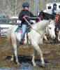 Diaro, grey arab gelding for sale
