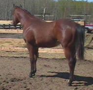 RDK Docs Diesel at 2 paint gelding, pinto gelding for sale - sold