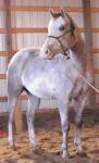 RDK Fortune Collector, grey overo part arab pinto gelding for sale