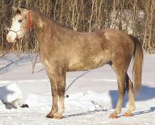 Fortune Collector - 2006 pinto part-arab gelding for sale