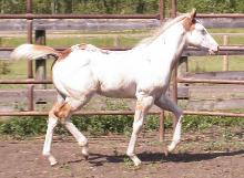 2008 sorrel tovero paint filly, pinto filly, horse for sale