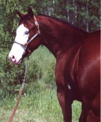 RDK Kaos - paint gelding for sale, pinto gelding for sale - SOLD