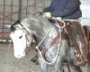 Part arab grey overo pinto gelding for sale