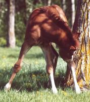 Paint filly, pinto filly, horse for sale, sold