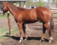 RDK Kimmie Dee Bar at 2 - paint filly, pinto filly, horse for sale