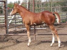 Paint colt - horse for sale - SOLD