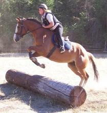 paint mare, pinto mare, horse for sale, sold