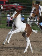 Paint filly - horse for sale - Pinto filly