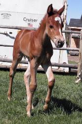 RDK Petas Prayer - Petra, 2009 sorrel paint mare for sale