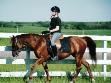 RDK Witezon Playa chestnut part arab quarter horse mare for sale