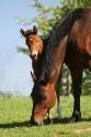 Whispersofmymind - Canadian warmblood mare for sale