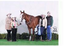 Paint gelding, horse for sale, SOLD