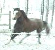 RDK ShowMe Da Money - grey overo part arab pinto gelding for sale