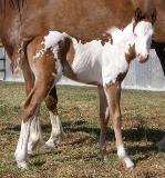 2008 sorrel overo paint colt