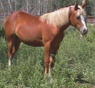 Paint filly, pinto filly, horse for sale, sold