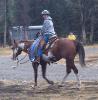 Red E Impression, paint stallion, pinto stallion, standing at stud near Sherwood Park, Alberta
