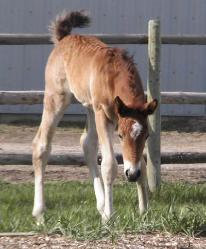 RDK Tried N True - paint and pinto colt for sale