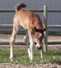 RDK Tried N True - dun pinto and paint colt for sale