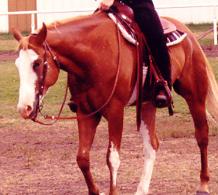 Red E Expressions - paint gelding