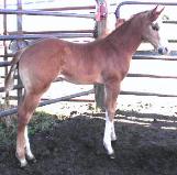 RDK Impressions (Zack) paint, pinto gelding for sale - SOLD